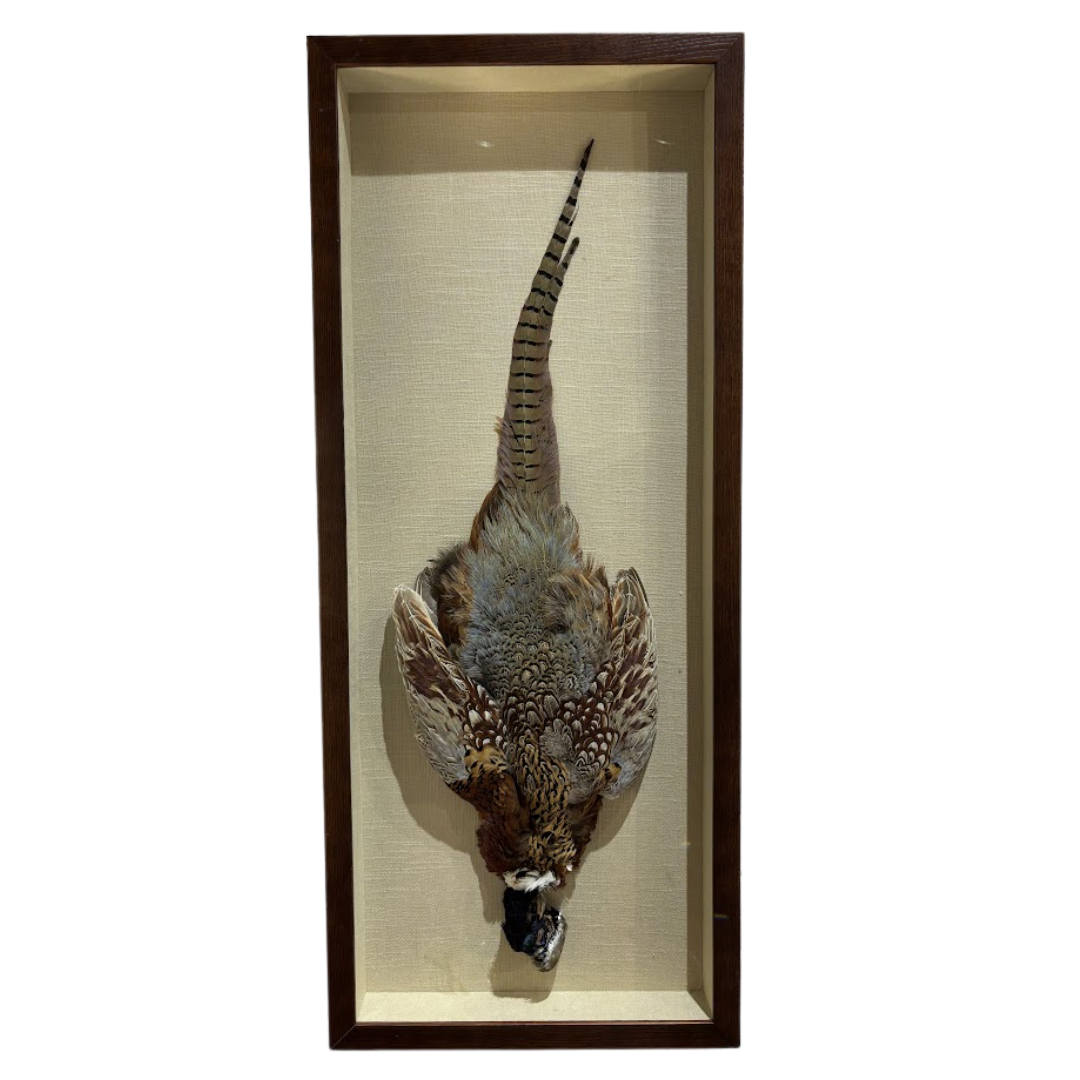 Framed taxidermy of a pheasant in a glass case on a white background