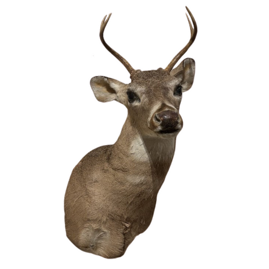 Young Buck Mount