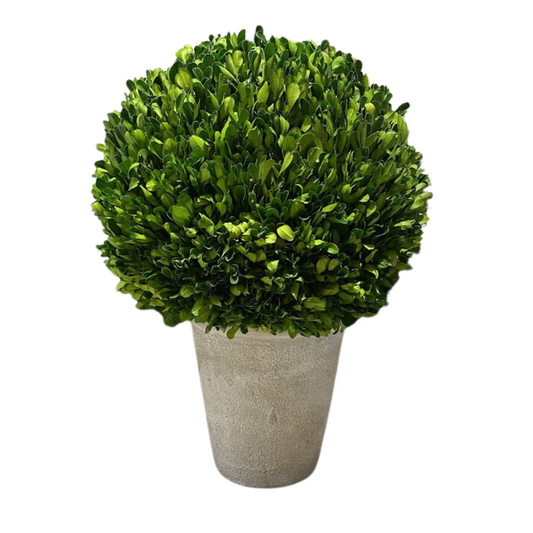 12" Preserved Boxwood in Planter