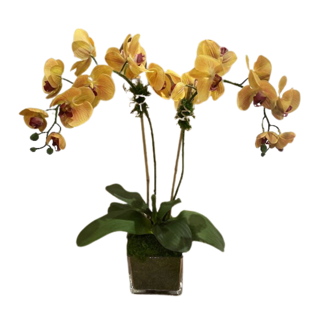Orange Double Stem "Real Touch" Orchid