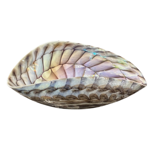 Murano Shell Form Center Bowl