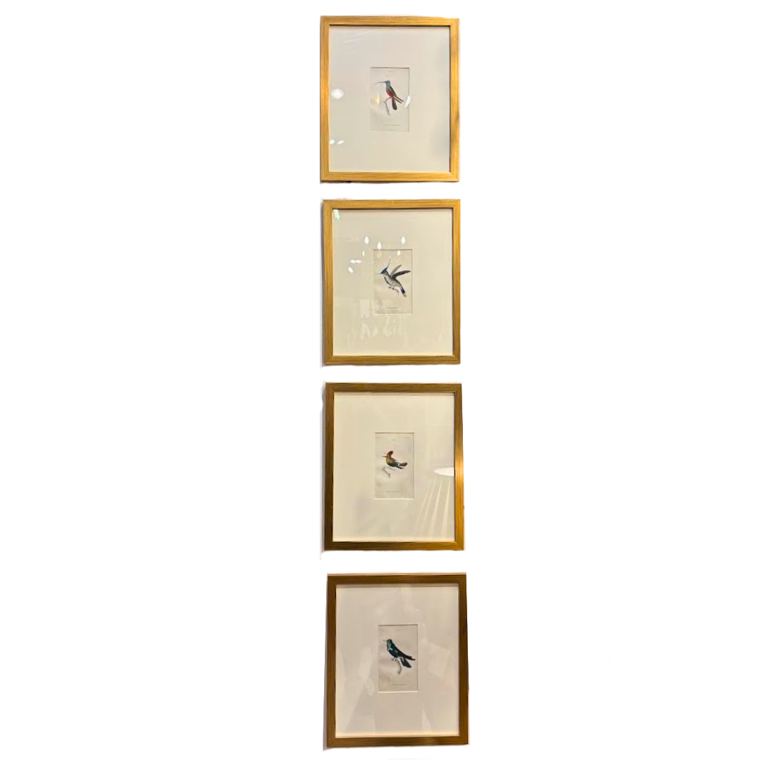 Antique Hand Colored Hummingbird Engravings in Gold Frames