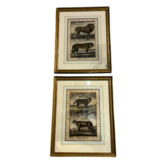 Pair Late 18th or Early 19th Century Hand Painted Engravings of Wild Cats