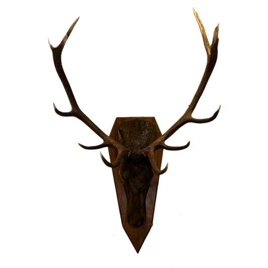 Carved Black Forest Stag with Antlers
