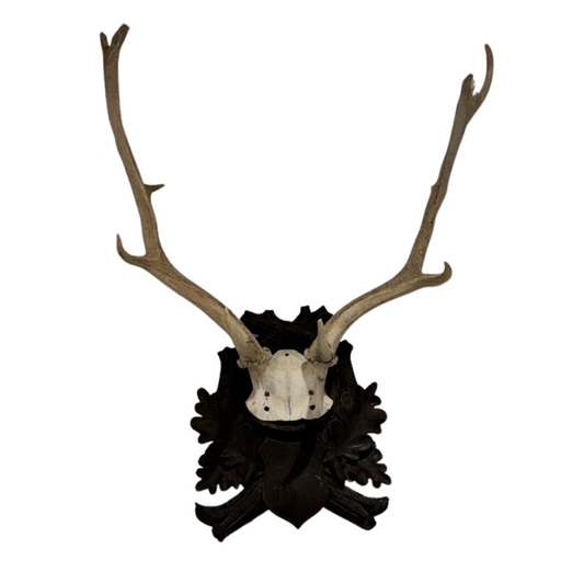 Deer skull with large antlers mounted on a black decorative base against a white background