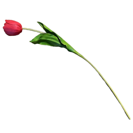 Single red tulip with a green stem on a white background