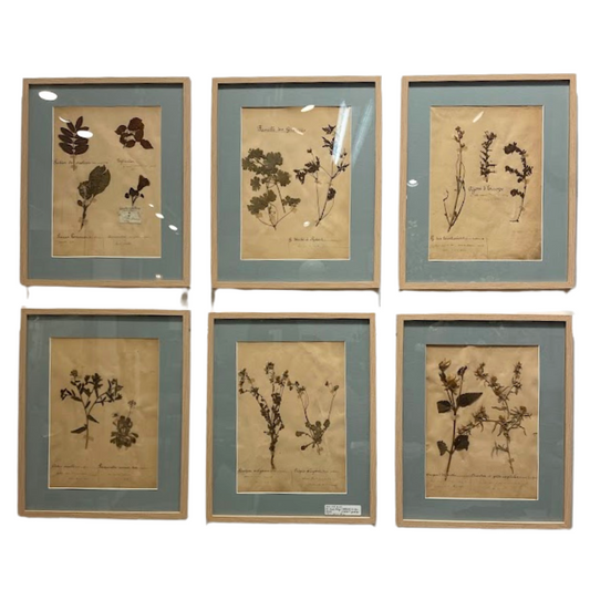 Set of 6 Antique French Botanicals in New Frames