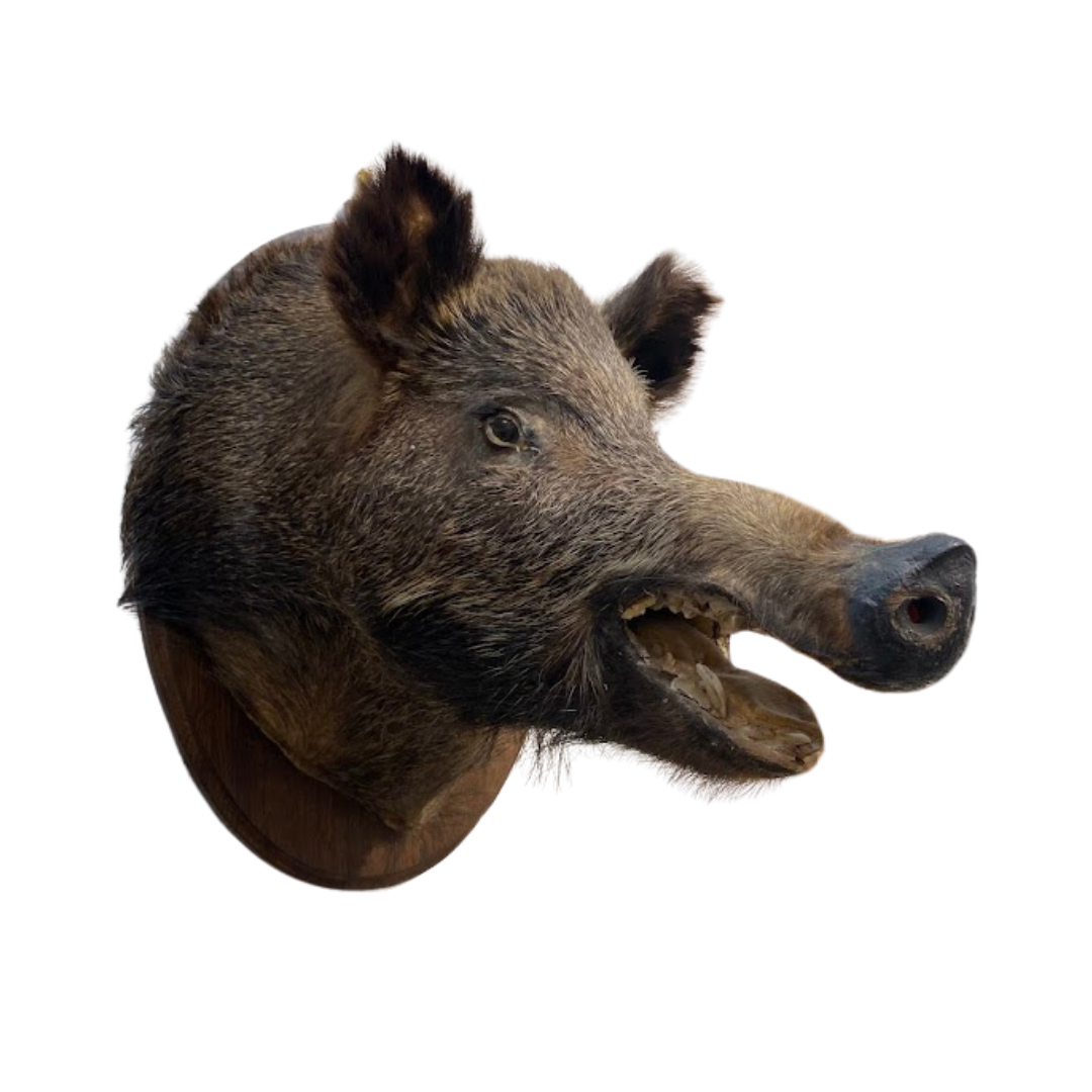 Mounted Boars Head