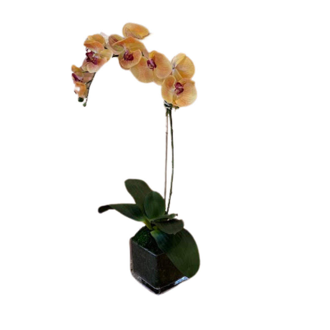 Orange Single Stem "Real Touch" Orchid