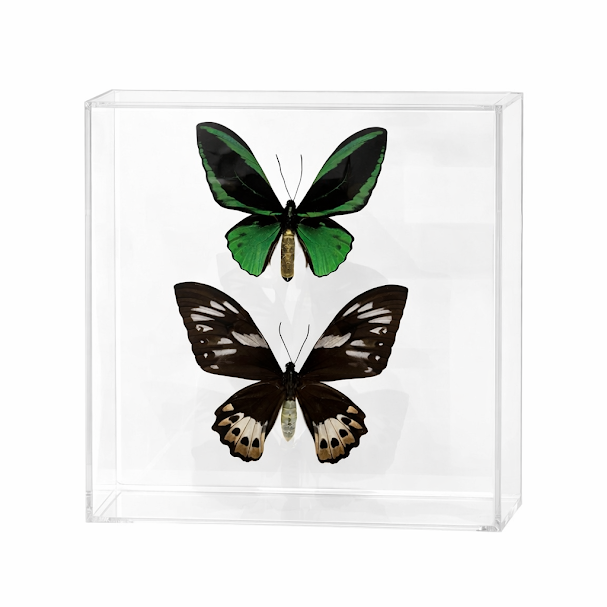 Two framed butterflies on a white background