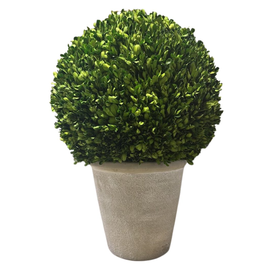 15" Preserved Boxwood in Planter