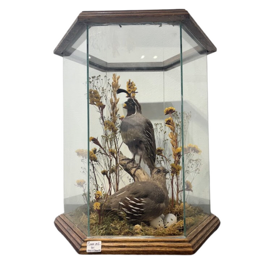 Antique English Bird Taxidermy